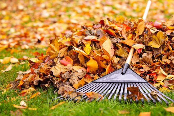 Leaves Removal in Yakima