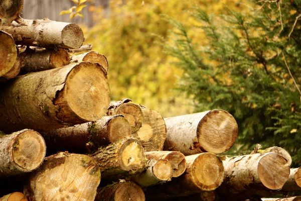 Wood Pile Removal in Yakima