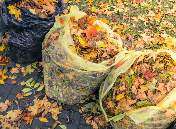 Yard Cleanup Service in Yakima