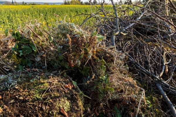 Brush Disposal in Yakima