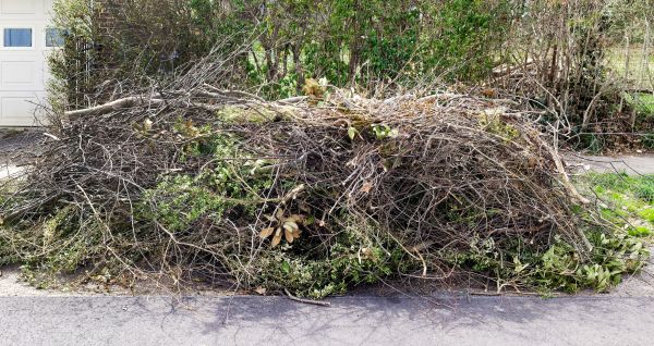 Tree Limb Cleanup in Yakima