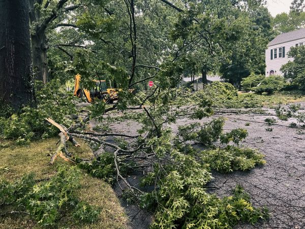 Tree Branch Disposal in Yakima