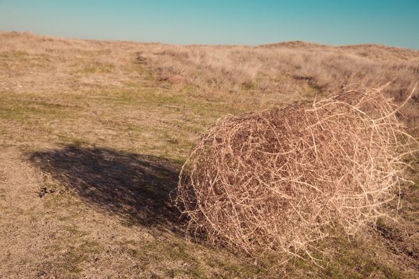 Tumbleweed Removal in Yakima