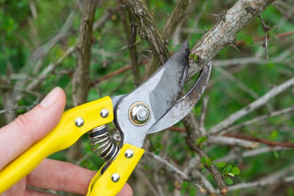 Limbs Removal in Yakima