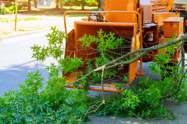 Tree Branches Removal in Yakima