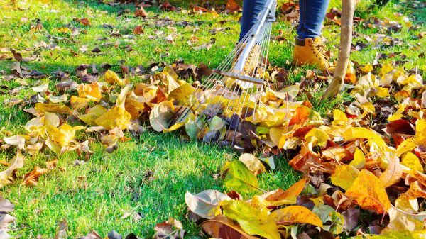 Lawn Cleanup Service in Yakima