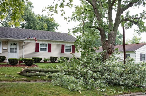 Fallen Branch Removal in Yakima