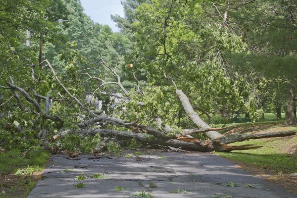 Tree Debris Removal in Yakima