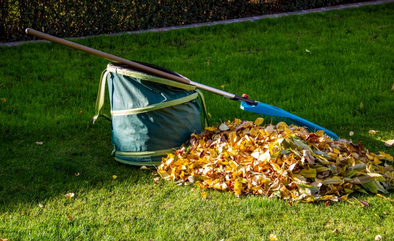 Leaf Pile Disposal